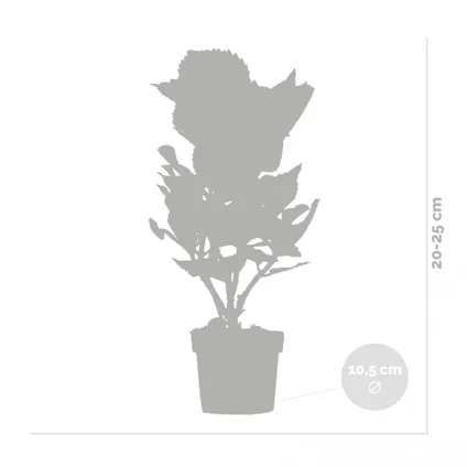3x Hydrangea macrophylla MIX – Hortensia – Arbuste - Rustique – ⌀10.5 cm - ↕20-25 cm 3