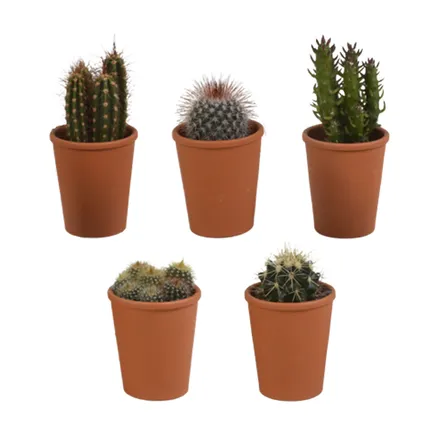 5x Cactus Mix - Terracotta Pot - P5.5H5