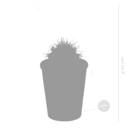 5x Cactus Mix - Terracotta Pot - P5.5H5 2