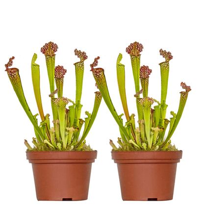 2x Sarracenia Soper – Trompetbekerplant – ⌀12 cm – ↕10-20 cm