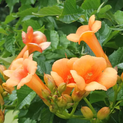 Campsis Oranje – Trompetklimmer – ⌀15 cm – ↕60-70 cm 3