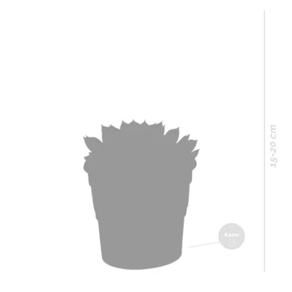 3x Echeveria Mix - Terracotta Pot P8.5H15 2