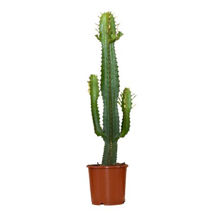 Cowboy Cactus - Euphorbia Acruensis - ⌀17 cm - ↕60-70 cm