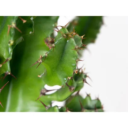 Cowboy Cactus - Euphorbia Acruensis - ⌀17 cm - ↕60-70 cm 3