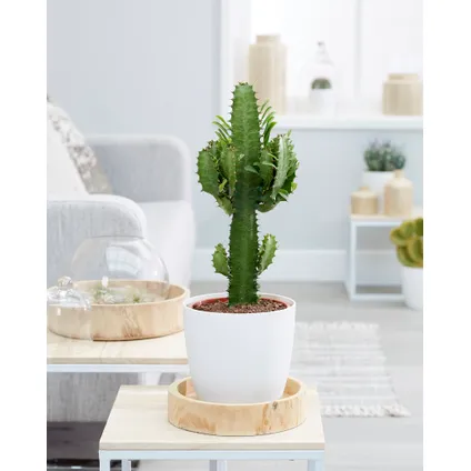 Cowboy Cactus - Euphorbia Acruensis - ⌀17 cm - ↕60-70 cm 4