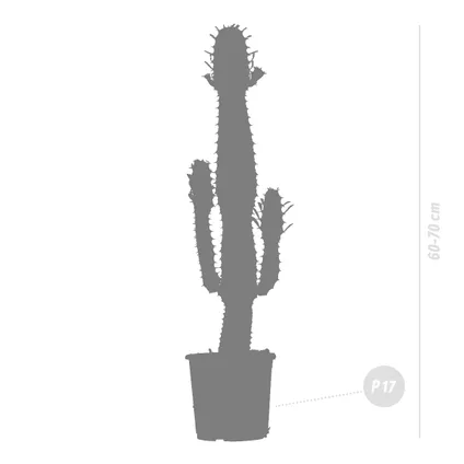 Cowboy Cactus - Euphorbia Acruensis - ⌀17 cm - ↕60-70 cm 5