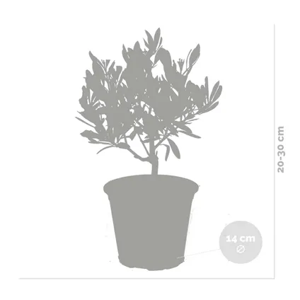 Olea europaea – Olijfboom Struik – Boom – Winterhard - ⌀14 cm - ↕20-30 cm 3