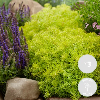 6x Sedum Mix – Plantes de rocaille – Couvre-sol – Facile d'entretien – ⌀14 cm - ↕10-20 cm 2