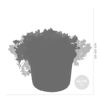 6x Sedum Mix – Rotsplanten – ⌀14 cm - ↕10-20 cm 3