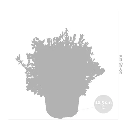 3x Campanula 'Ambella White'- Klokjesbloem - Bodembedekker - Winterhard - ⌀10,5 cm - ↕10-15 cm 3