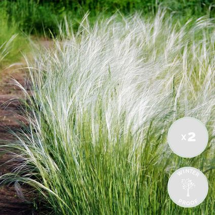 2x Stipa tenuifolia 'Ponytails' - Vedergras - ⌀13 cm - ↕20-25 cm