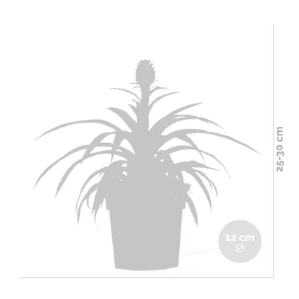 Ananas comosus 'Rosita' – Ananasplant – Kamerplant – Onderhoudsvriendelijk – ⌀12 cm – ↕25-30 cm 5