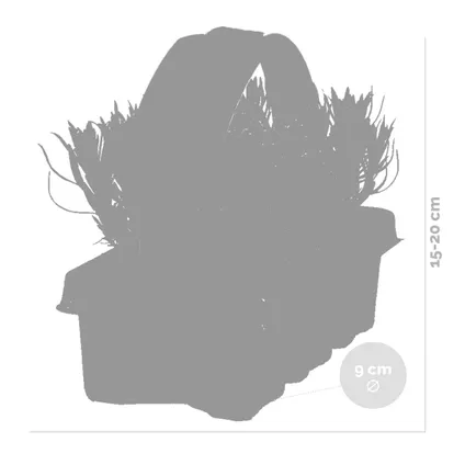 6-pack - Lavandula Angustifolia - Lavendel - ↕15-20 cm 3