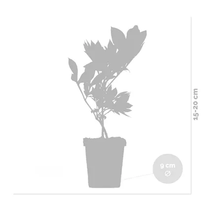 3x Paeonia Mix – Pioenroos – Struik – Winterhard – ⌀09 cm - ↕15-20 cm 3