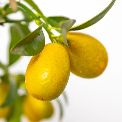 Citrus margarita 'Kumquat'- Sinaasappelboom - Fruitboom - Bladhoudend - ⌀19 cm - ↕50-60 cm 2