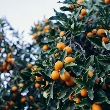 Citrus margarita 'Kumquat'- Sinaasappelboom - ⌀19 cm - ↕50-60 cm 4