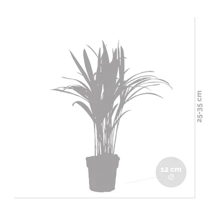 Dypsis Lutescens - Goudpalm - ⌀12 cm - ↕30-35 cm 5