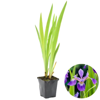 Iris 'Versicolor' – Wilde Iris – ⌀9 cm - ↕20-30 cm
