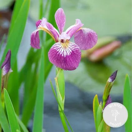 Iris 'Versicolor' – Wilde Iris – ⌀9 cm - ↕20-30 cm 2