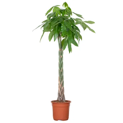 Pachira Aquatica - Money Tree - Plante d'intérieur - Peu d'entretien – ⌀27 cm - ↕130-140 cm