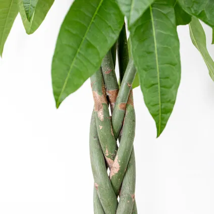 Pachira Aquatica - Money Tree - Plante d'intérieur - Peu d'entretien – ⌀27 cm - ↕130-140 cm 3