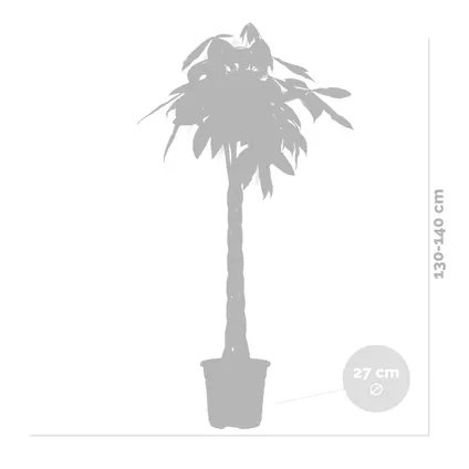Pachira Aquatica - Money Tree - Plante d'intérieur - Peu d'entretien – ⌀27 cm - ↕130-140 cm 5