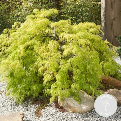 Acer palmatum 'Going Green' - Érable du Japon - Arbuste - Rustique – ⌀10.5 cm - ↕25-30 cm 2