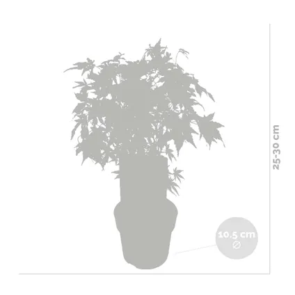 Acer palmatum 'Going Green' - Érable du Japon - Arbuste - Rustique – ⌀10.5 cm - ↕25-30 cm 3