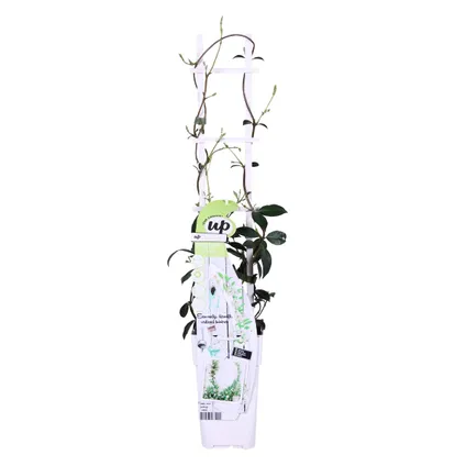 Trachelospermum – Jasmin toscan – Plante grimpante – Résistante à l'hiver - ⌀15 cm - ↕60-70 cm 2
