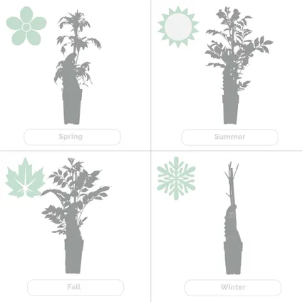 Trachelospermum – Toscaanse Jasmijn – Klimplant – Winterhard - ⌀15 cm - ↕60-70 cm 4