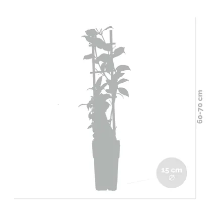 Trachelospermum – Jasmin toscan – Plante grimpante – Résistante à l'hiver - ⌀15 cm - ↕60-70 cm 5