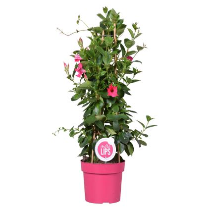 Mandevilla Sundaville roze - Chileense Jasmijn - ⌀19 cm - ↕65-75 cm