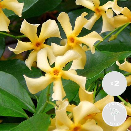 2x Trachelospermum Star of Toscana – Gele Toscaanse Jasmijn – Klimplant - ⌀15 cm -↕60-70 cm