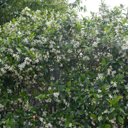 2x Trachelospermum Star of Toscana – Gele Toscaanse Jasmijn – Klimplant - ⌀15 cm -↕60-70 cm 3