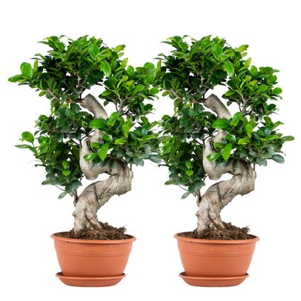 2x Ficus microcarpa 'Ginseng' S-vorm – Bonsai – Kamerplant – ⌀22 cm - ↕60-70 cm