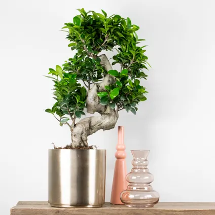 2x Ficus microcarpa 'Ginseng' S-vorm – Bonsai – Kamerplant – ⌀22 cm - ↕60-70 cm 2