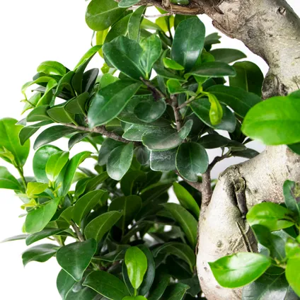 2x Ficus microcarpa 'Ginseng' S-vorm – Bonsai – Kamerplant – ⌀22 cm - ↕60-70 cm 3