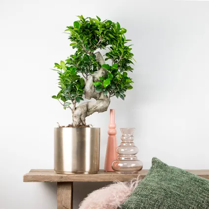 2x Ficus microcarpa 'Ginseng' S-vorm – Bonsai – Kamerplant – ⌀22 cm - ↕60-70 cm 4