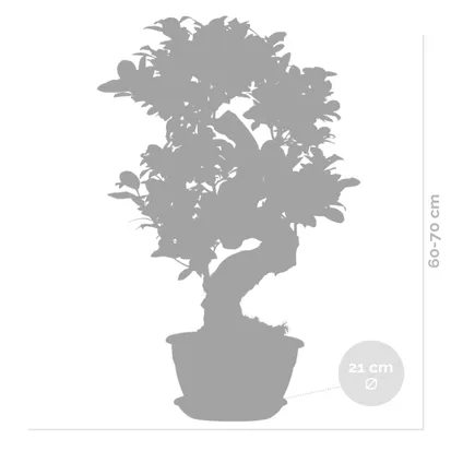 2x Ficus microcarpa 'Ginseng' S-vorm – Bonsai – Kamerplant – ⌀22 cm - ↕60-70 cm 5
