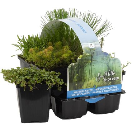 6x Zuurstofrijke Vijverplanten Mix –Zone 2 & 3 – ⌀9 cm - ↕15-25 cm
