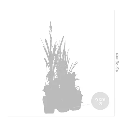 6x Zuurstofrijke Vijverplanten Mix –Zone 2 & 3 – ⌀9 cm - ↕15-25 cm 3