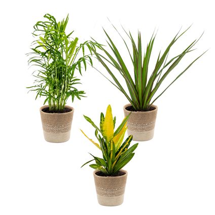 3x Tropische kamerplanten mix Incl. Jute mand – Luchtzuiverend – ⌀12 cm - ↕ 25-40 cm