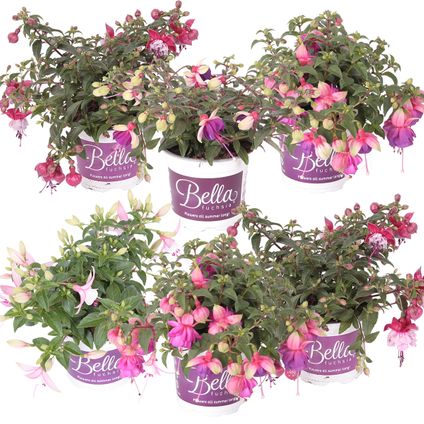 6xFuchsia Bella Mix - Bellenplant Hangend - Eénjarige plant - Bij-vriendelijk - ⌀10.5 cm - ↕15-20 cm