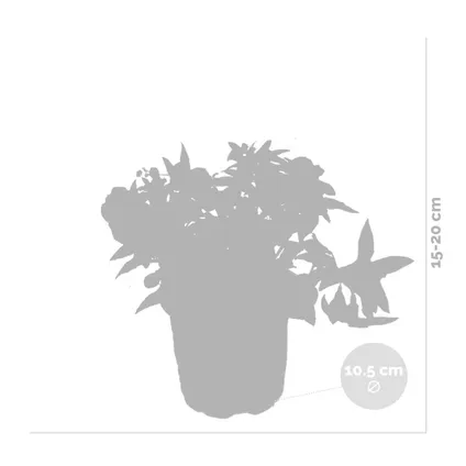 6x Fuchsia Bella Mix - Bellenplant Hangend - ⌀10.5 cm - ↕15-20 cm 3
