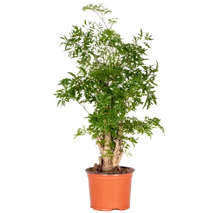 Polyscias Ming - Aralia - Kamerplant - Bijzonder - ⌀12 cm - ↕ 30-40 cm