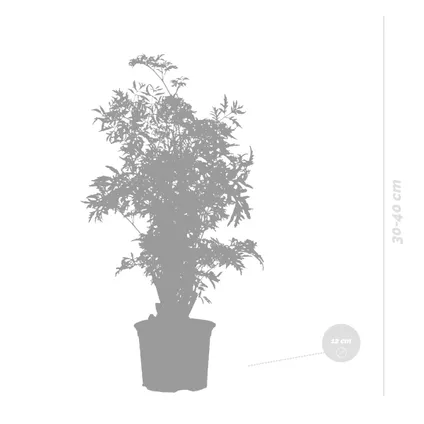 Polyscias Ming - Aralia - Kamerplant - Bijzonder - ⌀12 cm - ↕ 30-40 cm 4