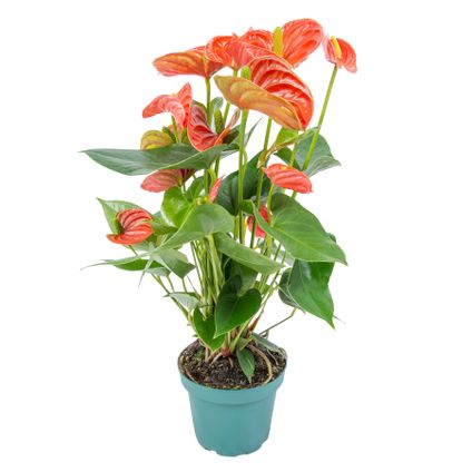 Anthurium 'Aristo' Oranje – Flamingoplant - Kamerplant - Onderhoudsvriendelijk - ⌀12 cm - ↕30-40 cm