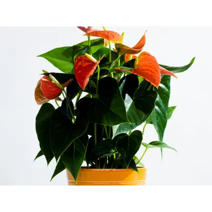 Anthurium 'Aristo' Oranje – Flamingoplant - Kamerplant - Onderhoudsvriendelijk - ⌀12 cm - ↕30-40 cm 2