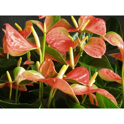 Anthurium 'Aristo' Oranje – Flamingoplant - Kamerplant - Onderhoudsvriendelijk - ⌀12 cm - ↕30-40 cm 3