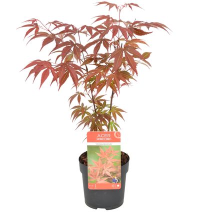 Acer palmatum 'Atropurpureum' - Érable du Japon - Arbuste - Rustique - ⌀10,5 cm - ↕25-30 cm